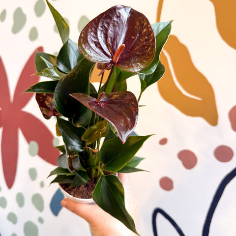 Anthurium andraeanum 'Paris Black' - Black Flamingo Flower - Sprouts of Bristol