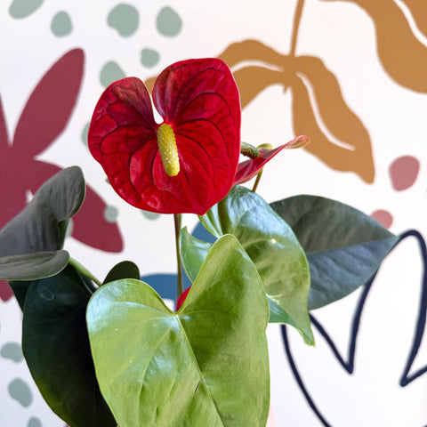 Anthurium andraeanum 'Royal Champion' Red Flamingo Flower - Sprouts of Bristol