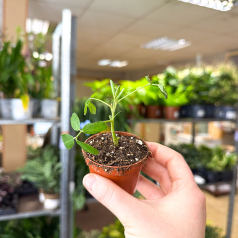 Arachis hypogaea – Peanut Plant - Sprouts of Bristol
