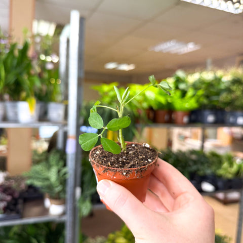 Arachis hypogaea – Peanut Plant - Sprouts of Bristol