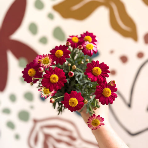 Argyranthemum frutescens 'La Rita Red' - Red Marguerite Daisy - Sprouts of Bristol