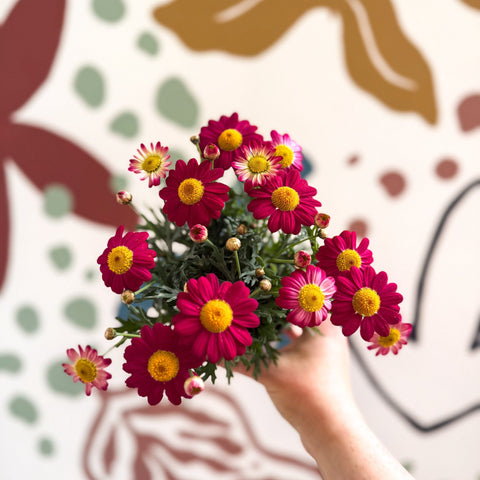 Argyranthemum frutescens 'La Rita Red' - Red Marguerite Daisy - Sprouts of Bristol
