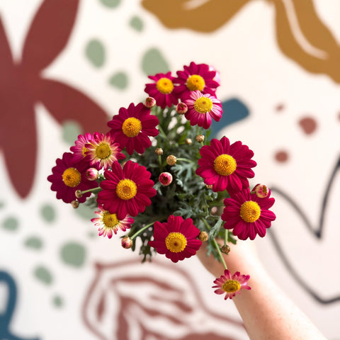 Argyranthemum frutescens 'La Rita Red' - Red Marguerite Daisy - Sprouts of Bristol