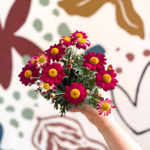 Argyranthemum frutescens 'La Rita Red' - Red Marguerite Daisy - Sprouts of Bristol