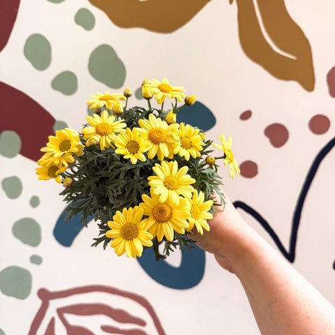 Argyranthemum frutescens 'La Rita Yellow' - Yellow Marguerite Daisy - Sprouts of Bristol