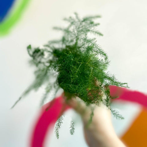 Asparagus setaceus - Asparagus Fern - Sprouts of Bristol