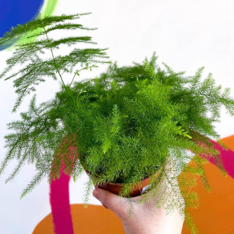 Asparagus setaceus - Asparagus Fern - Sprouts of Bristol