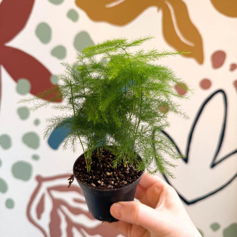 Asparagus setaceus - Asparagus Fern - Sprouts of Bristol