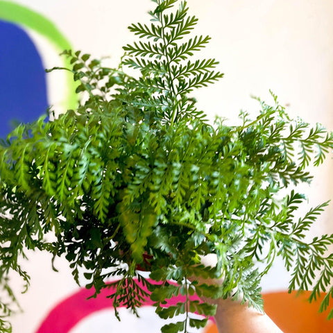 Asplenium parvati - Mother Fern - Sprouts of Bristol