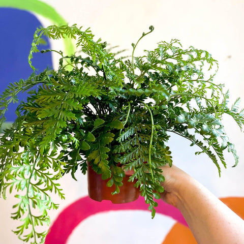 Asplenium parvati - Mother Fern - Sprouts of Bristol