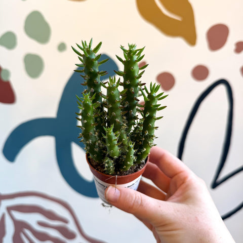 Austrocylindropuntia subulata – Eve's Needle Cactus - Sprouts of Bristol