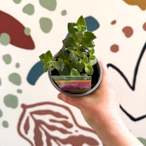 Bacopa 'Baristo® Giga Rose' - Sutera diffusus - British Grown - Sprouts of Bristol