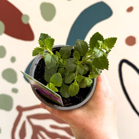 Bacopa 'Baristo® Giga Rose' - Sutera diffusus - British Grown - Sprouts of Bristol