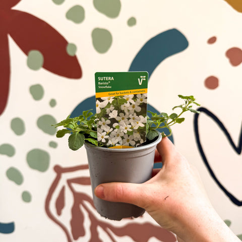 Bacopa 'Baristo® Snowflake' - Sutera diffusus - British Grown - Sprouts of Bristol