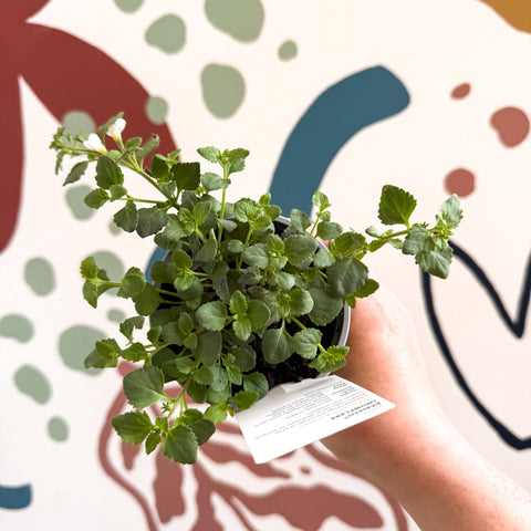 Bacopa 'Baristo® Snowflake' - Sutera diffusus - British Grown - Sprouts of Bristol