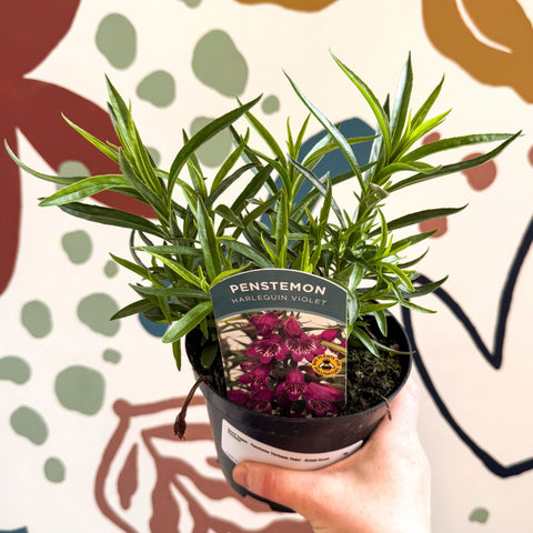 Beard Tongue - Penstemon 'Harlequin Violet' - British Grown Perennial - Sprouts of Bristol