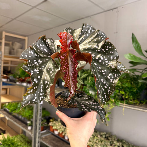 Begonia ‘Cracklin’ Rosie’ - Sprouts of Bristol