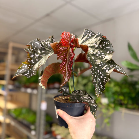 Begonia ‘Cracklin’ Rosie’ - Sprouts of Bristol