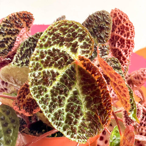 Begonia ferox - Fierce Plant - Sprouts of Bristol