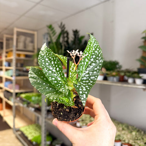 Begonia maculata ‘Bubbles’ – Polka Dot Begonia - Sprouts of Bristol