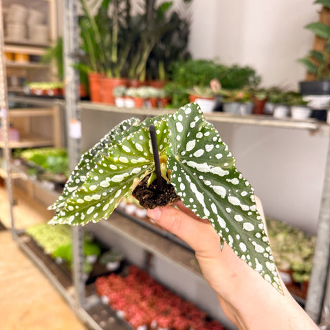 Begonia maculata ‘Silverspot’ – White Polka Dot Begonia - Sprouts of Bristol