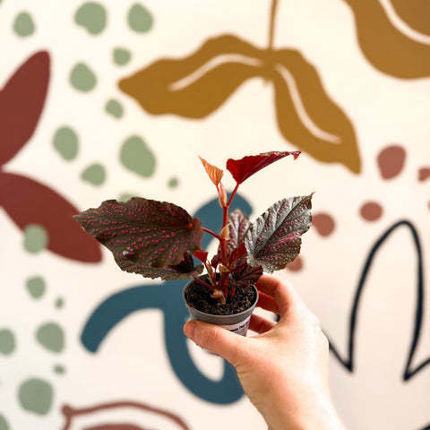 Begonia 'Pink Spot' - Pink Polka Dot Begonia - Sprouts of Bristol