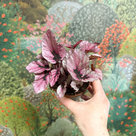 Begonia rex 'Beleaf Mix' - Sprouts of Bristol