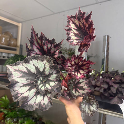 Begonia rex 'Chocolate Cream' - Welsh Grown - Sprouts of Bristol