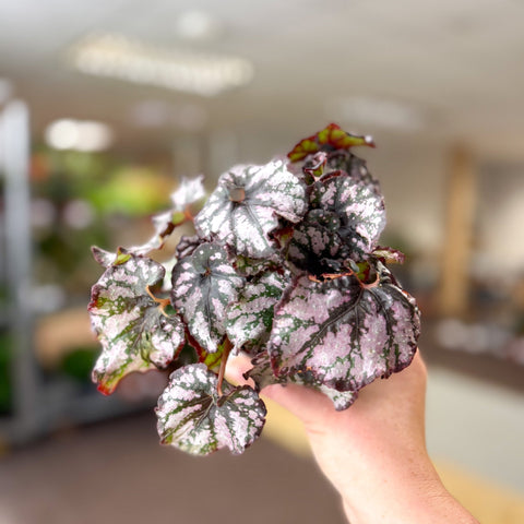 Begonia rex 'Cumbia' - Sprouts of Bristol