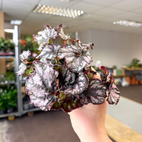 Begonia rex 'Cumbia' - Sprouts of Bristol