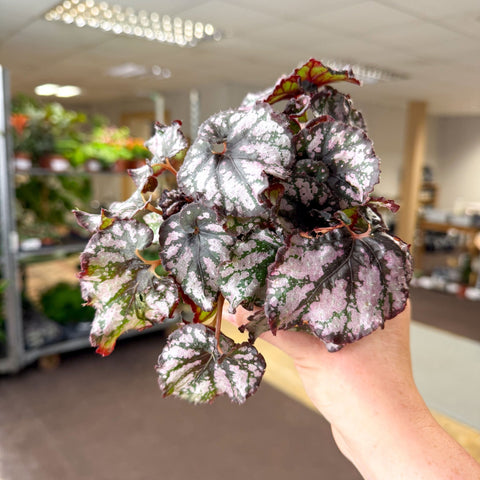 Begonia rex 'Cumbia' - Sprouts of Bristol