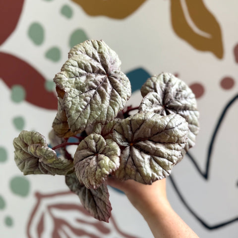 Begonia rex 'Dewdrop' - Welsh Grown - Sprouts of Bristol