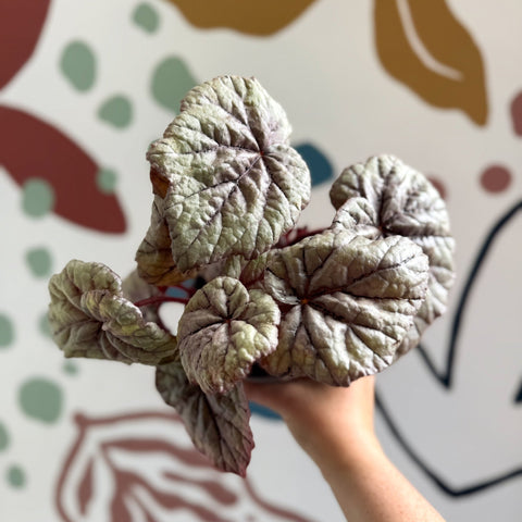 Begonia rex 'Dewdrop' - Welsh Grown - Sprouts of Bristol