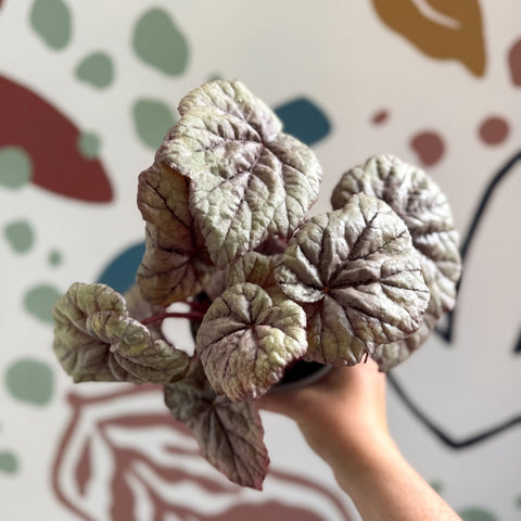 Begonia rex 'Dewdrop' - Welsh Grown - Sprouts of Bristol