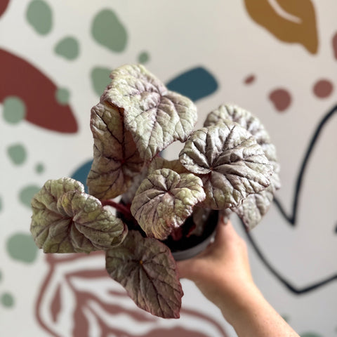 Begonia rex 'Dewdrop' - Welsh Grown - Sprouts of Bristol