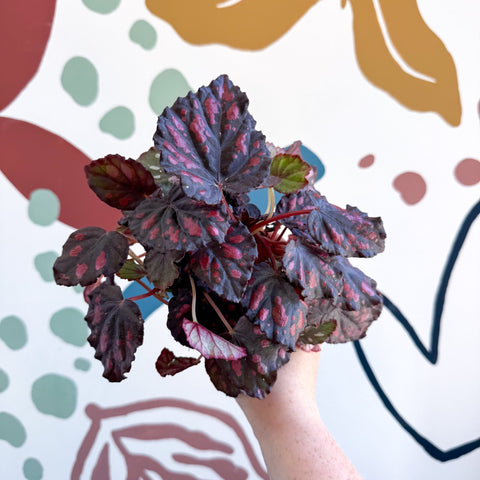 Begonia rex 'Etna' - Sprouts of Bristol