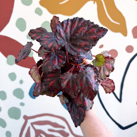 Begonia rex 'Etna' - Sprouts of Bristol