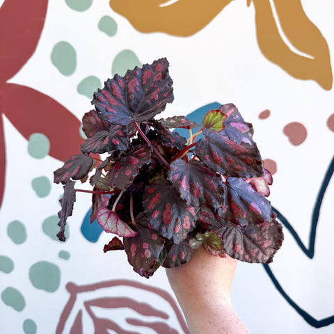 Begonia rex 'Etna' - Sprouts of Bristol