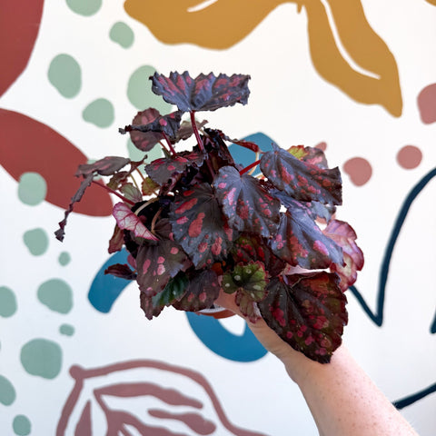 Begonia rex 'Etna' - Sprouts of Bristol