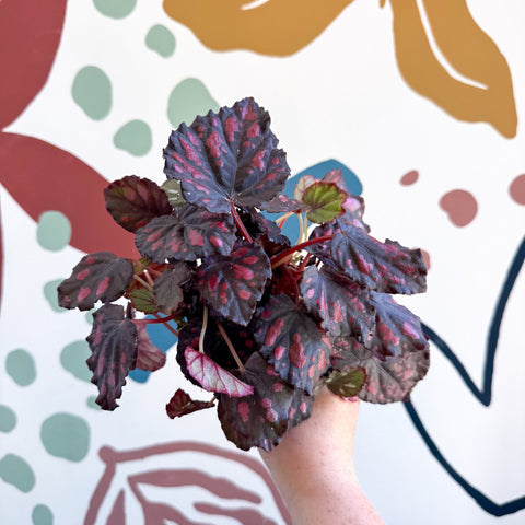 Begonia rex 'Etna' - Sprouts of Bristol