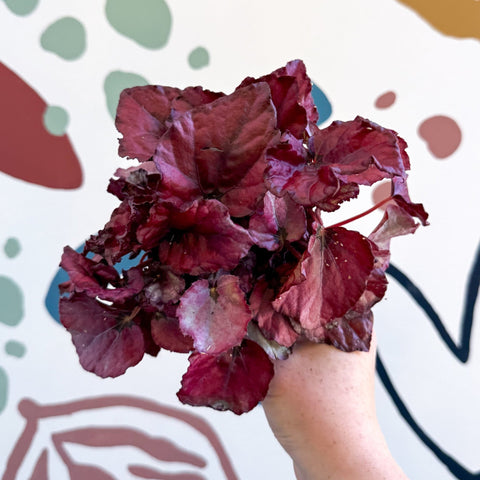 Begonia rex 'Red Bull' - Sprouts of Bristol