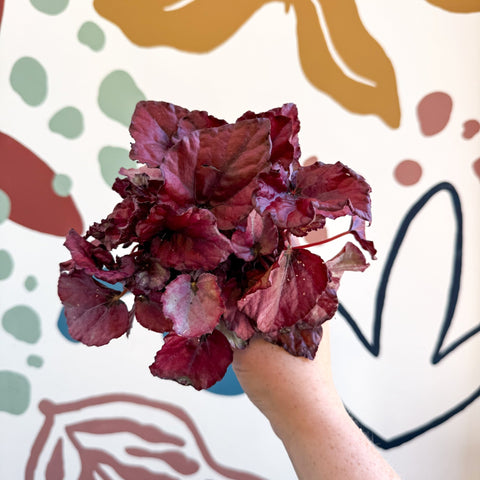 Begonia rex 'Red Bull' - Sprouts of Bristol