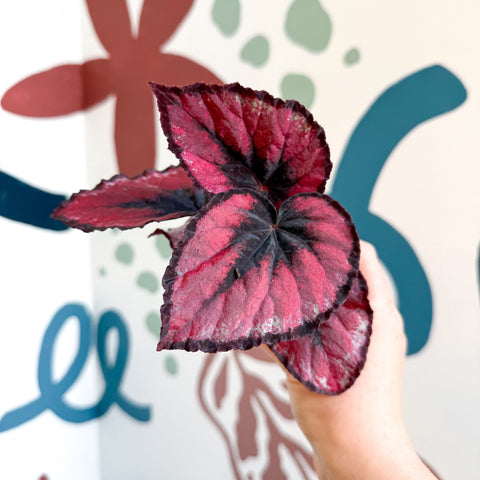 Begonia rex 'Red Kiss' - Sprouts of Bristol
