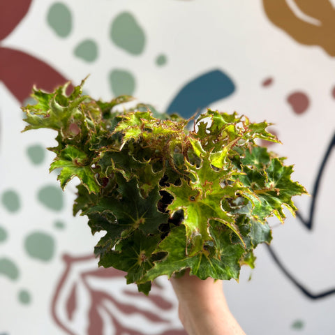 Begonia rex 'Sea Urchin' - Welsh Grown - Sprouts of Bristol