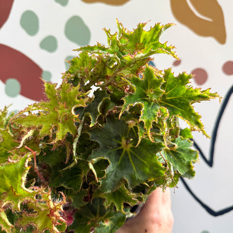 Begonia rex 'Sea Urchin' - Welsh Grown - Sprouts of Bristol