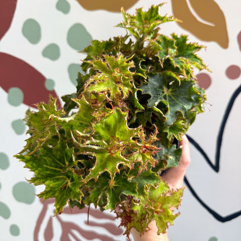 Begonia rex 'Sea Urchin' - Welsh Grown - Sprouts of Bristol