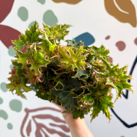 Begonia rex 'Sea Urchin' - Welsh Grown - Sprouts of Bristol