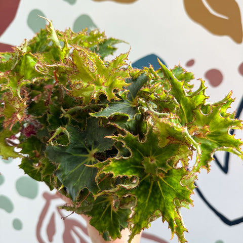 Begonia rex 'Sea Urchin' - Welsh Grown - Sprouts of Bristol
