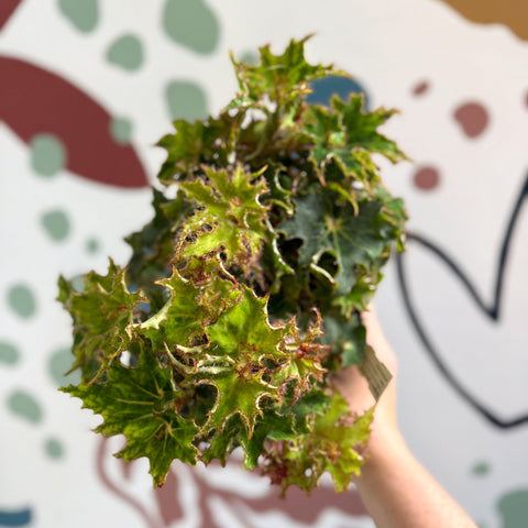 Begonia rex 'Sea Urchin' - Welsh Grown - Sprouts of Bristol