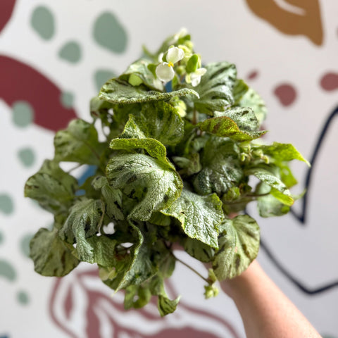 Begonia rex 'Silver Jewel' - Welsh Grown - Sprouts of Bristol